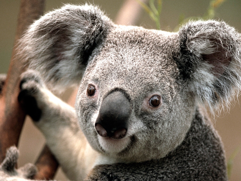 this is a koala