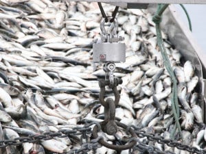 Salt Water Proof Wireless Crane Scale