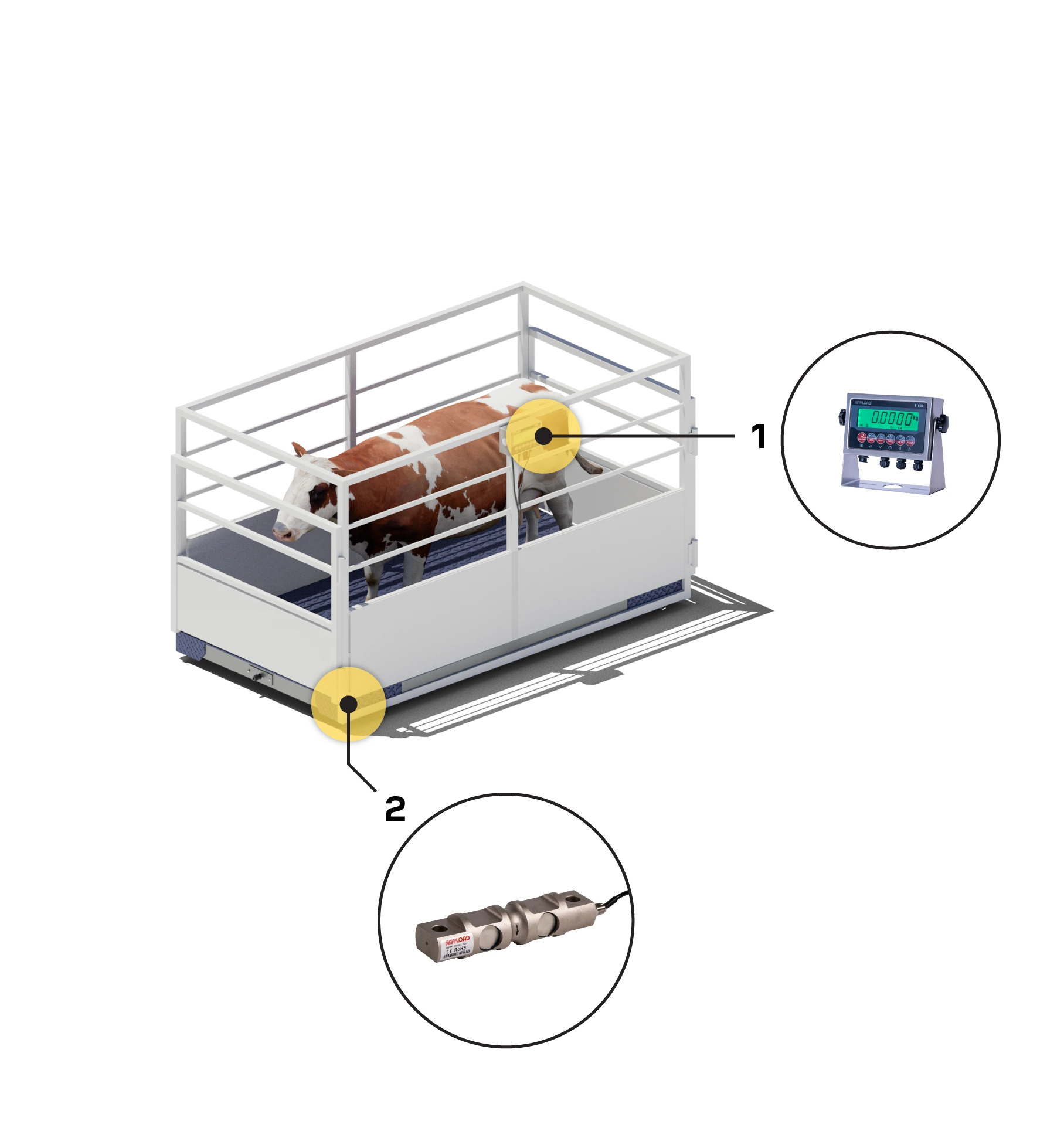 Cow-N1